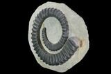 Devonian Ammonite (Anetoceras) - Morocco #96336-1